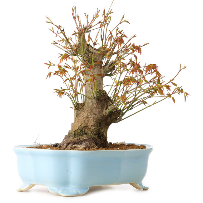 Acer palmatum, 24 cm, ± 10 ans, avec un nebari de 11 cm