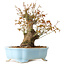 Acer palmatum, 24 cm, ± 10 anni, con nebari di 11 cm