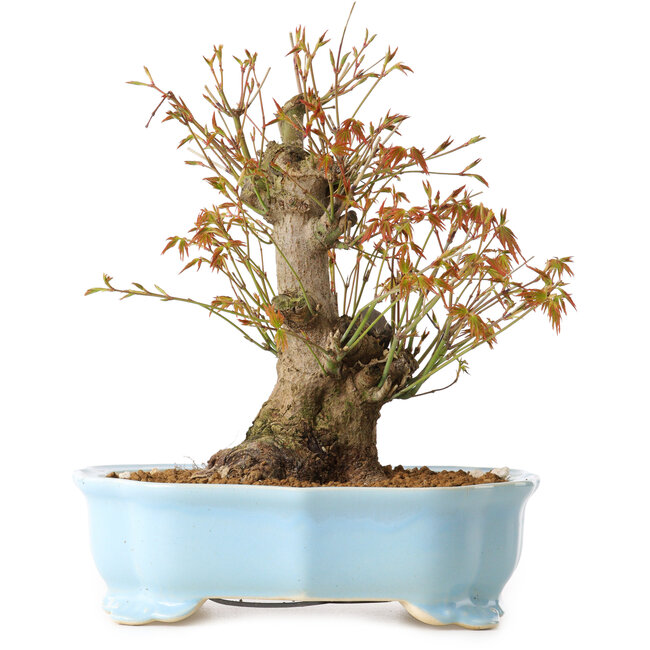Acer palmatum, 24 cm, ± 10 years old, with a nebari of 11 cm