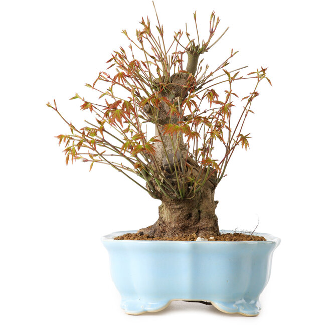 Acer palmatum, 24 cm, ± 10 años de edad, con un nebari de 11 cm