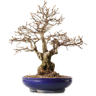 Carpinus coreana, 32 cm, ± 25 jaar oud