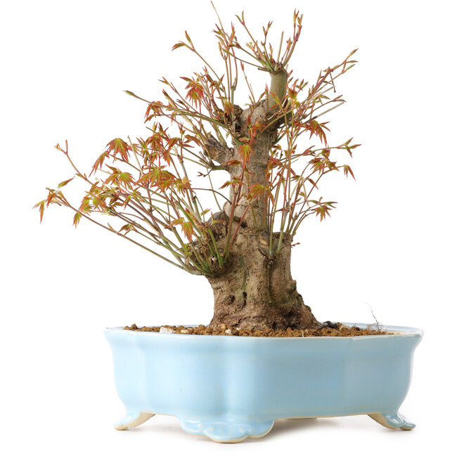 Acer palmatum, 24 cm, ± 10 anni, con nebari di 11 cm