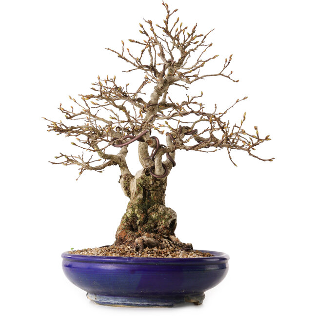 Carpinus coreana, 32 cm, ± 25 years old, with a nebari of 14 cm