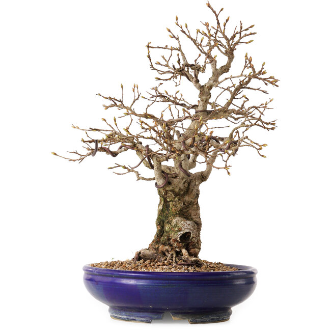 Carpinus coreana, 32 cm, ± 25 jaar oud, met een nebari van 14 cm