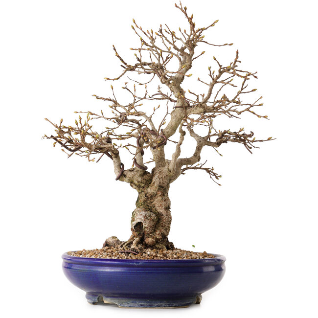 Carpinus coreana, 32 cm, ± 25 años, con un nebari de 14 cm