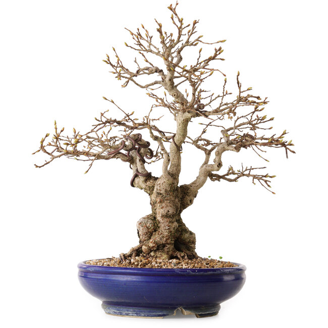 Carpinus coreana, 32 cm, ± 25 años, con un nebari de 14 cm