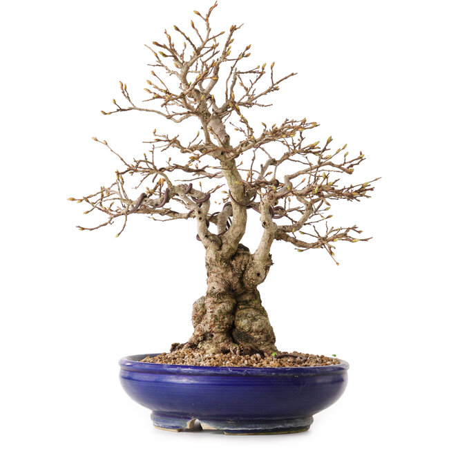 Carpinus coreana, 32 cm, ± 25 ans, avec un nebari de 14 cm