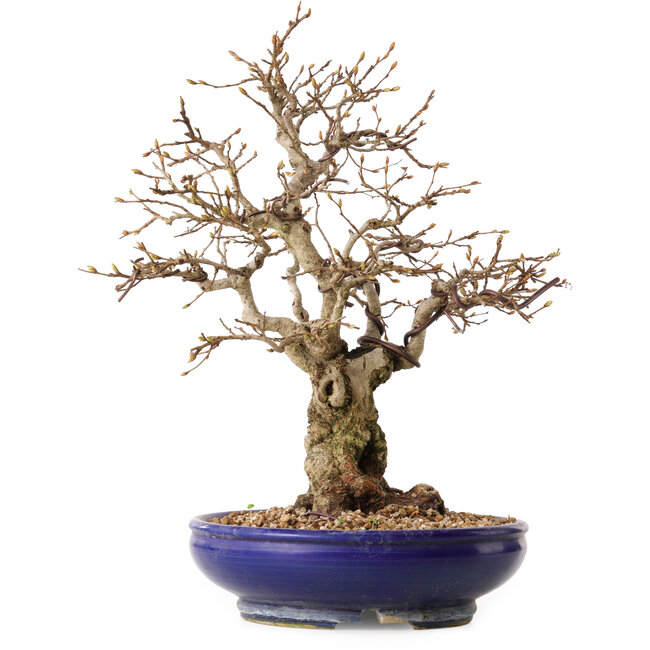 Carpinus coreana, 32 cm, ± 25 years old, with a nebari of 14 cm