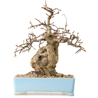 Carpinus coreana, 19 cm, ± 25 ans