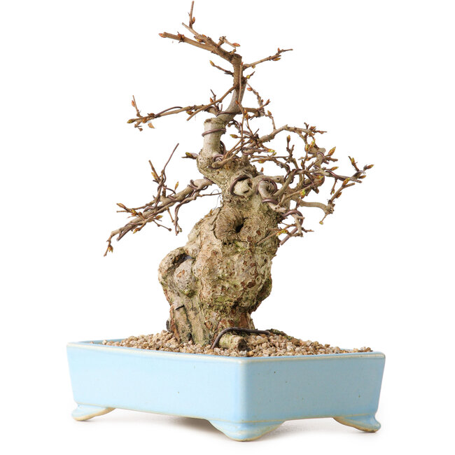 Carpinus coreana, 19 cm, ± 25 years old, with a nebari of 7 cm
