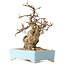 Carpinus coreana, 19 cm, ± 25 ans, avec un nebari de 7 cm