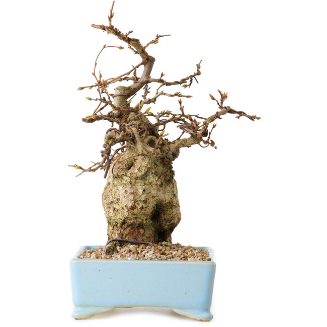 Carpinus coreana, 19 cm, ± 25 ans, avec un nebari de 7 cm
