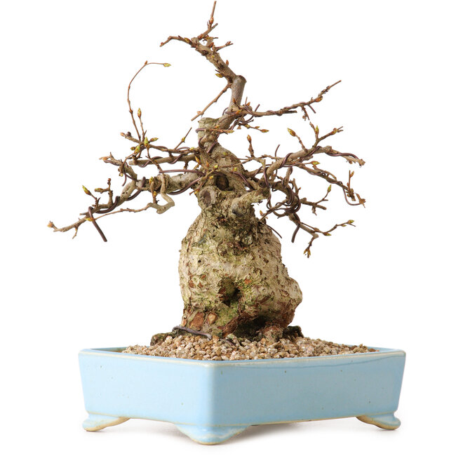 Carpinus coreana, 19 cm, ± 25 years old, with a nebari of 7 cm