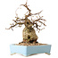 Carpinus coreana, 19 cm, ± 25 anni, con nebari di 7 cm