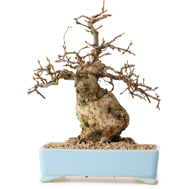 Carpinus coreana, 19 cm, ± 25 ans, avec un nebari de 7 cm
