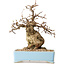 Carpinus coreana, 19 cm, ± 25 jaar oud, met een nebari van 7 cm