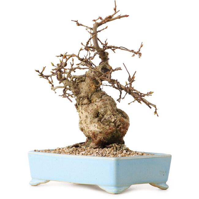 Carpinus coreana, 19 cm, ± 25 years old, with a nebari of 7 cm