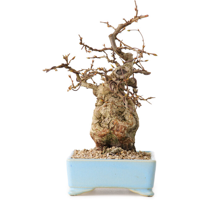 Carpinus coreana, 19 cm, ± 25 Jahre alt, mit einem Nebari von 7 cm