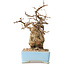 Carpinus coreana, 19 cm, ± 25 Jahre alt, mit einem Nebari von 7 cm