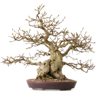 Carpinus coreana, 36 cm, ± 30 years old