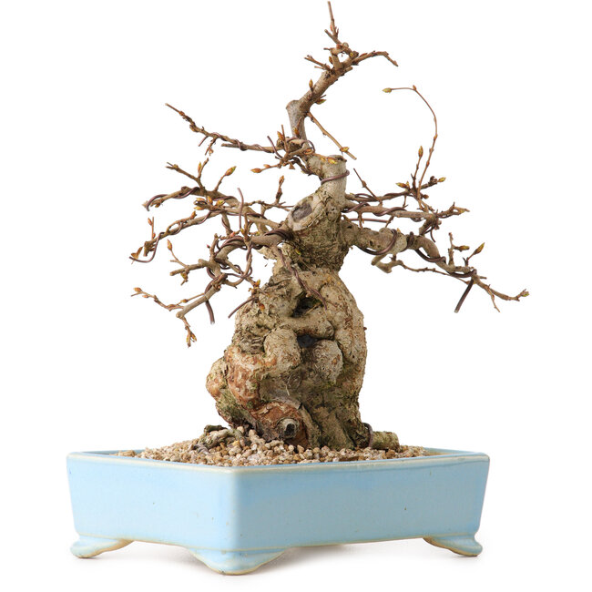 Carpinus coreana, 19 cm, ± 25 years old, with a nebari of 7 cm