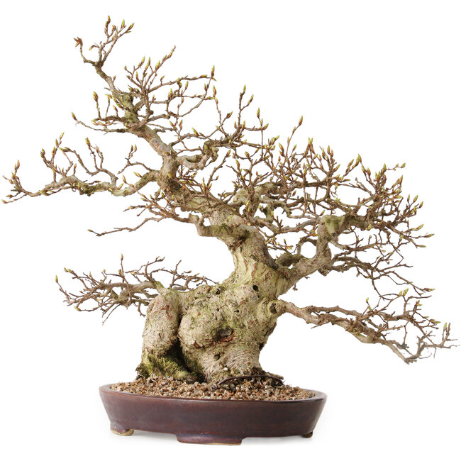Carpinus coreana, 36 cm, ± 30 años, con un nebari de 14 cm