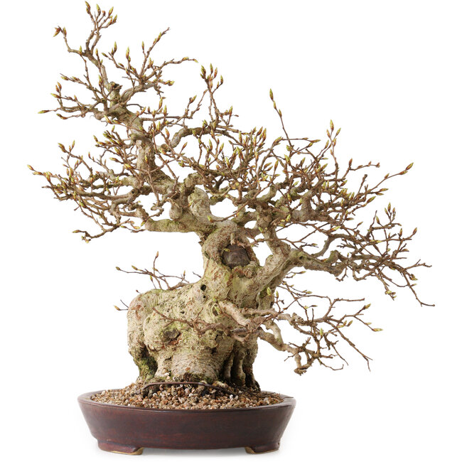 Carpinus coreana, 36 cm, ± 30 Jahre alt, mit einem Nebari von 14 cm