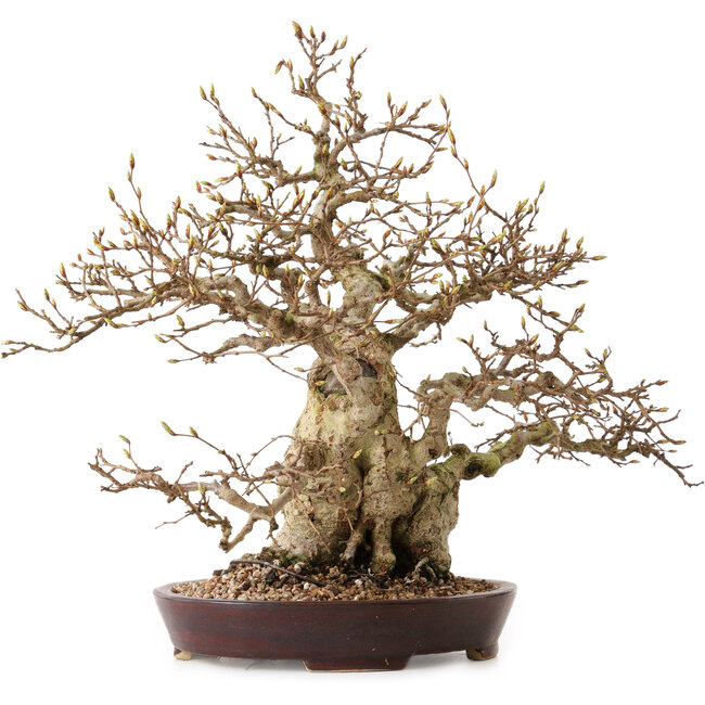 Carpinus coreana, 36 cm, ± 30 jaar oud, met een nebari van 14 cm