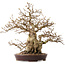 Carpinus coreana, 36 cm, ± 30 jaar oud, met een nebari van 14 cm