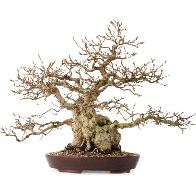 Carpinus coreana, 36 cm, ± 30 anni, con nebari di 14 cm