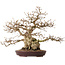 Carpinus coreana, 36 cm, ± 30 ans, avec un nebari de 14 cm