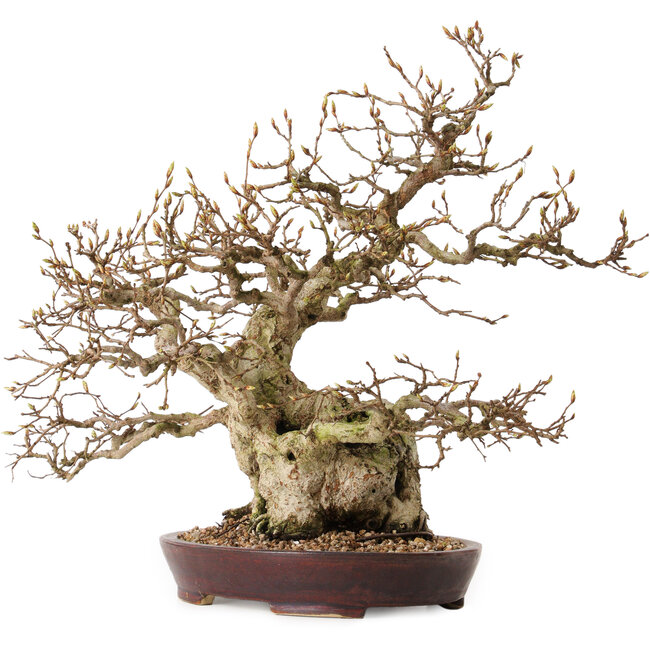 Carpinus coreana, 36 cm, ± 30 jaar oud, met een nebari van 14 cm