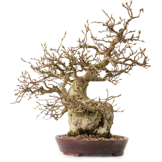 Carpinus coreana, 36 cm, ± 30 anni, con nebari di 14 cm