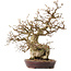 Carpinus coreana, 36 cm, ± 30 anni, con nebari di 14 cm