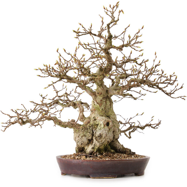 Carpinus coreana, 36 cm, ± 30 ans, avec un nebari de 14 cm