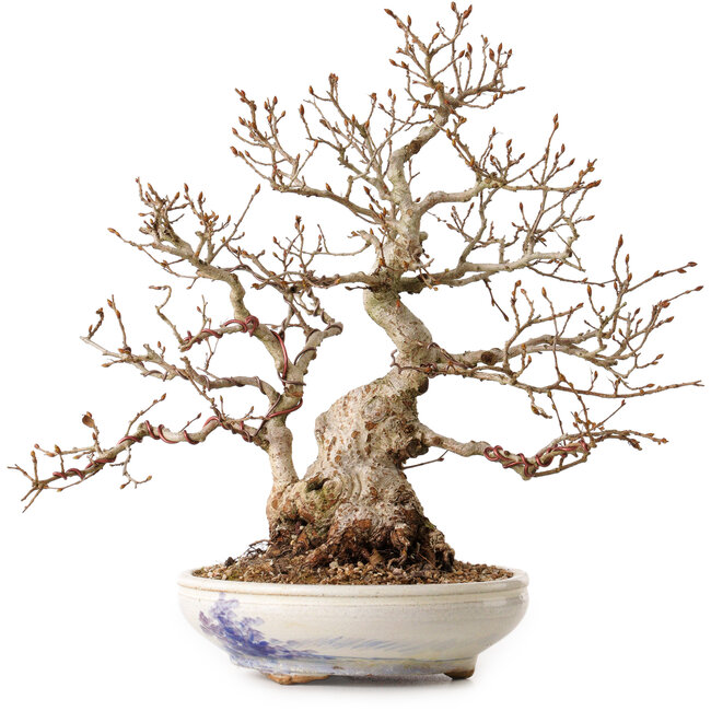 Carpinus coreana, 30 cm, ± 30 jaar oud, met een nebari van 12 cm