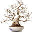 Carpinus coreana, 30 cm, ± 30 years old, with a nebari of 12 cm