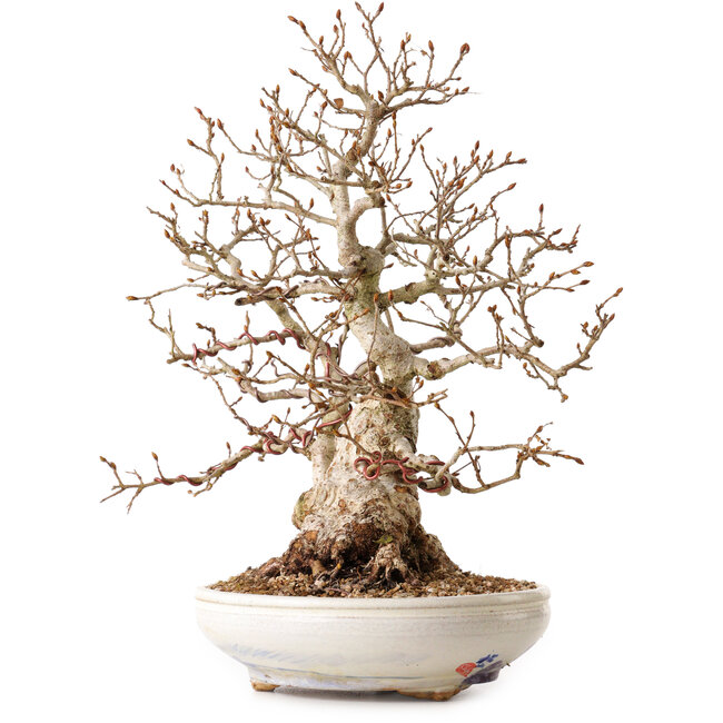 Carpinus coreana, 30 cm, ± 30 anni, con nebari di 12 cm