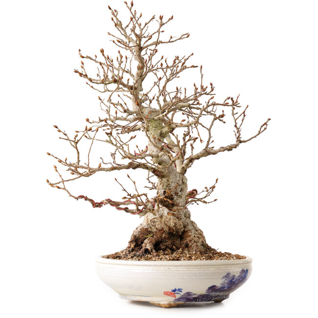 Carpinus coreana, 30 cm, ± 30 ans, avec un nebari de 12 cm