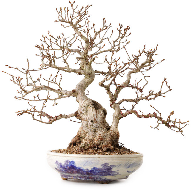 Carpinus coreana, 30 cm, ± 30 ans, avec un nebari de 12 cm