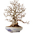 Carpinus coreana, 30 cm, ± 30 years old, with a nebari of 12 cm