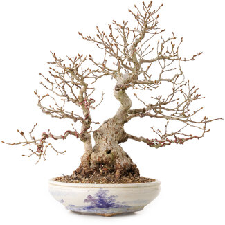Carpinus coreana, 30 cm, ± 30 años