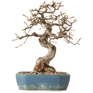Carpinus coreana, 21 cm, ± 20 ans