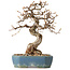 Carpinus coreana, 21 cm, ± 20 years old, with a nebari of 8 cm