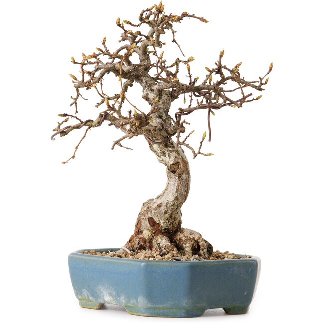 Carpinus coreana, 21 cm, ± 20 años, con un nebari de 8 cm