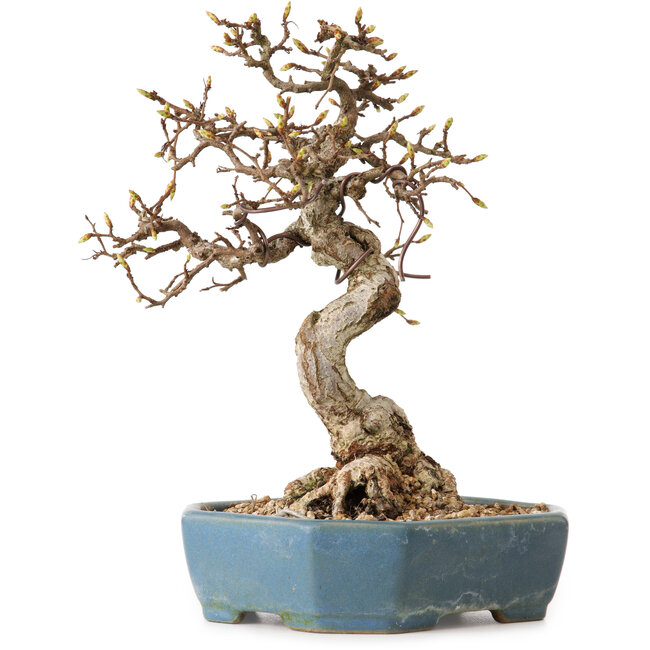 Carpinus coreana, 21 cm, ± 20 ans, avec un nebari de 8 cm