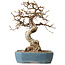 Carpinus coreana, 21 cm, ± 20 years old, with a nebari of 8 cm