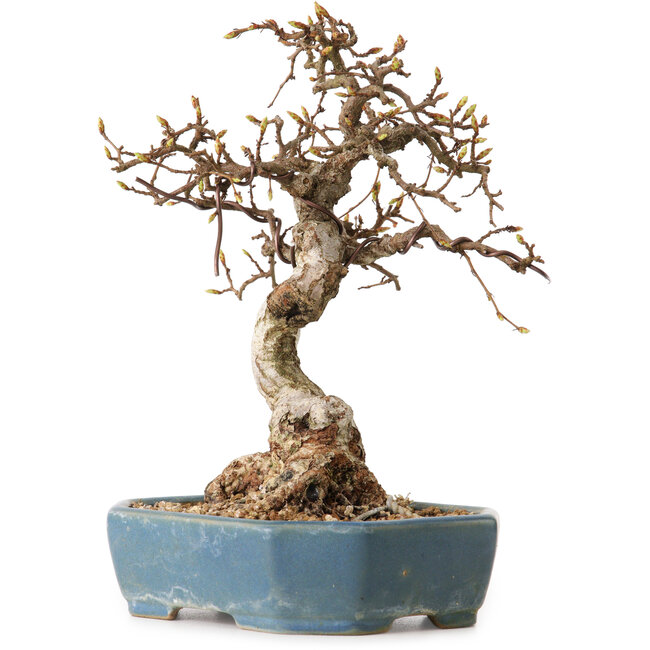 Carpinus coreana, 21 cm, ± 20 jaar oud, met een nebari van 8 cm
