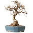 Carpinus coreana, 21 cm, ± 20 years old, with a nebari of 8 cm