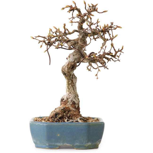 Carpinus coreana, 21 cm, ± 20 jaar oud, met een nebari van 8 cm